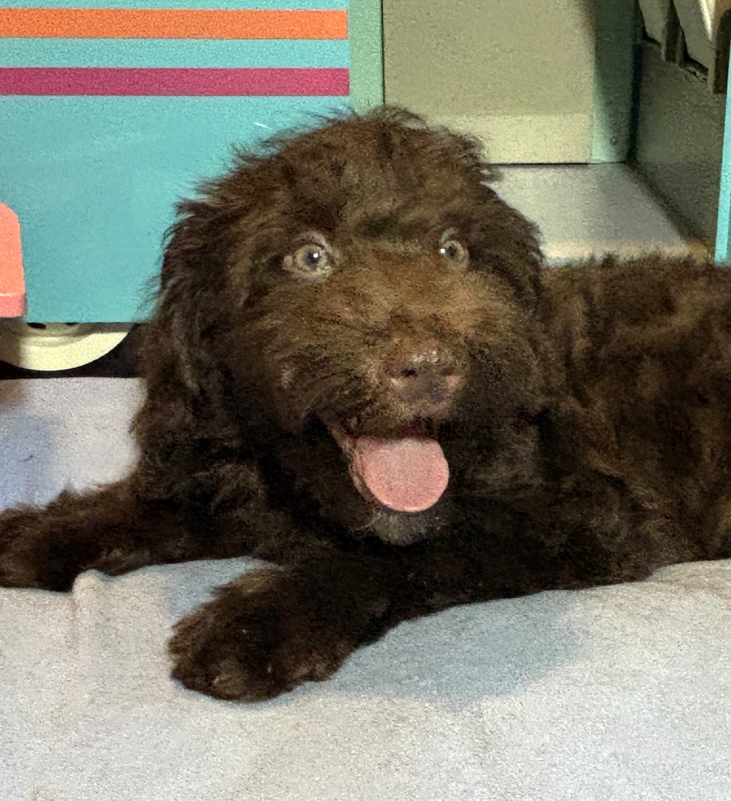 ARISTOTLE – Schnoodle $1900