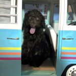 ARISTOTLE – Schnoodle $1900