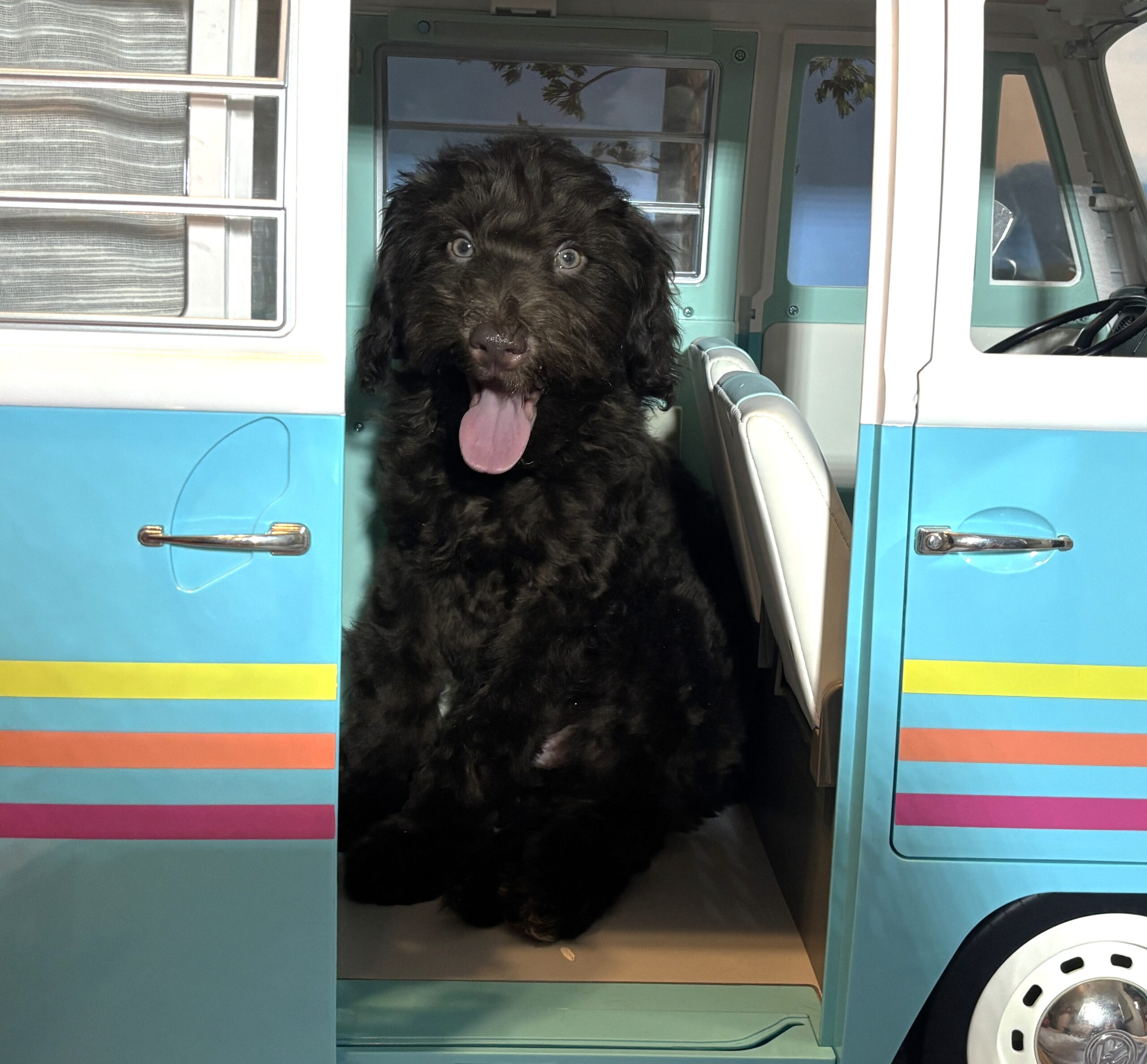 ARISTOTLE – Schnoodle $1900