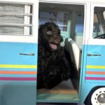ARISTOTLE – Schnoodle $1900