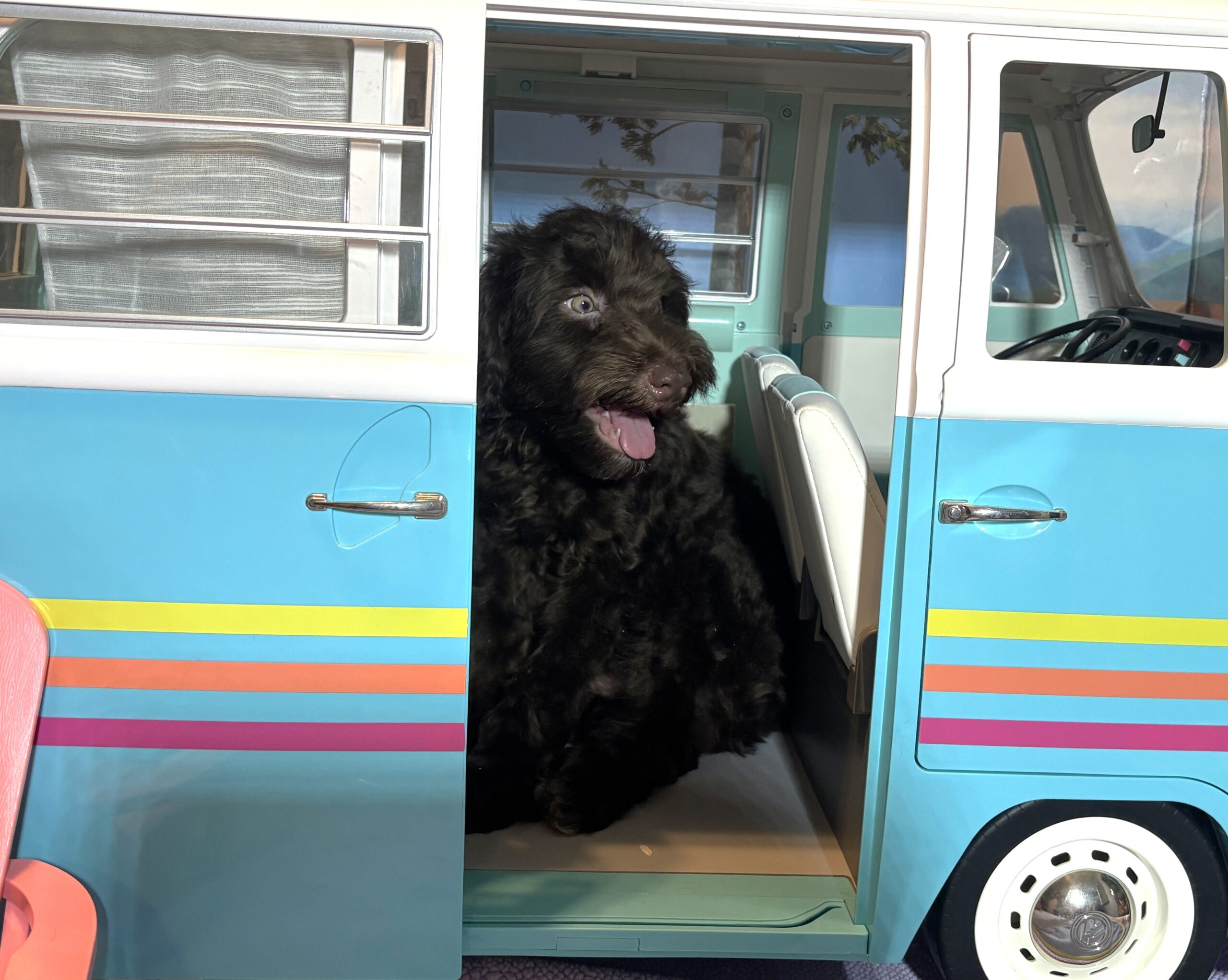 ARISTOTLE – Schnoodle $1900