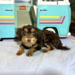 DARWIN – Schnoodle $2050