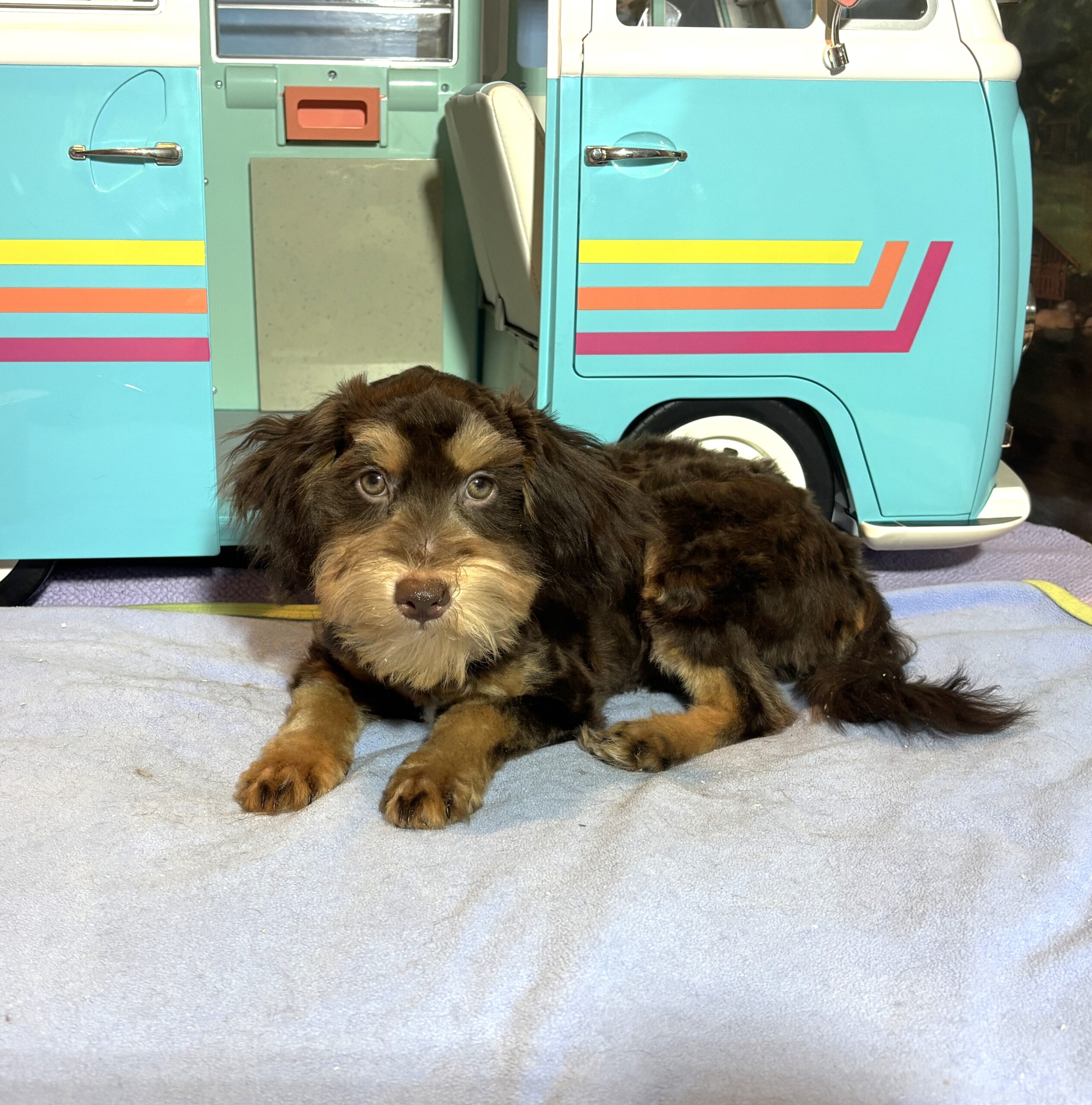 DARWIN – Schnoodle $2050
