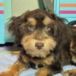 DARWIN – Schnoodle $2050