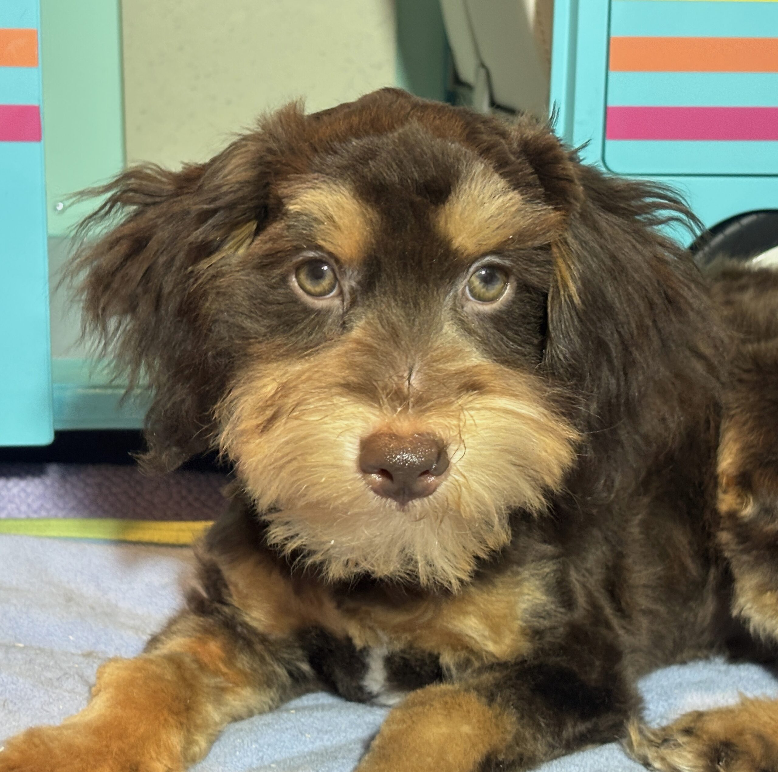 DARWIN – Schnoodle $2050
