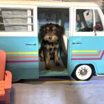 DARWIN – Schnoodle $2050