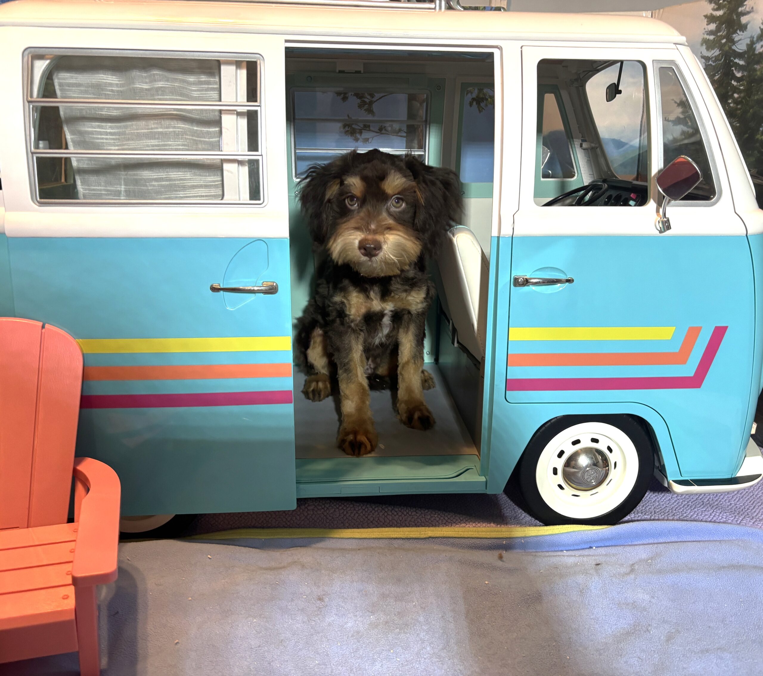 DARWIN – Schnoodle $2050