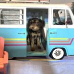 DARWIN – Schnoodle $2050