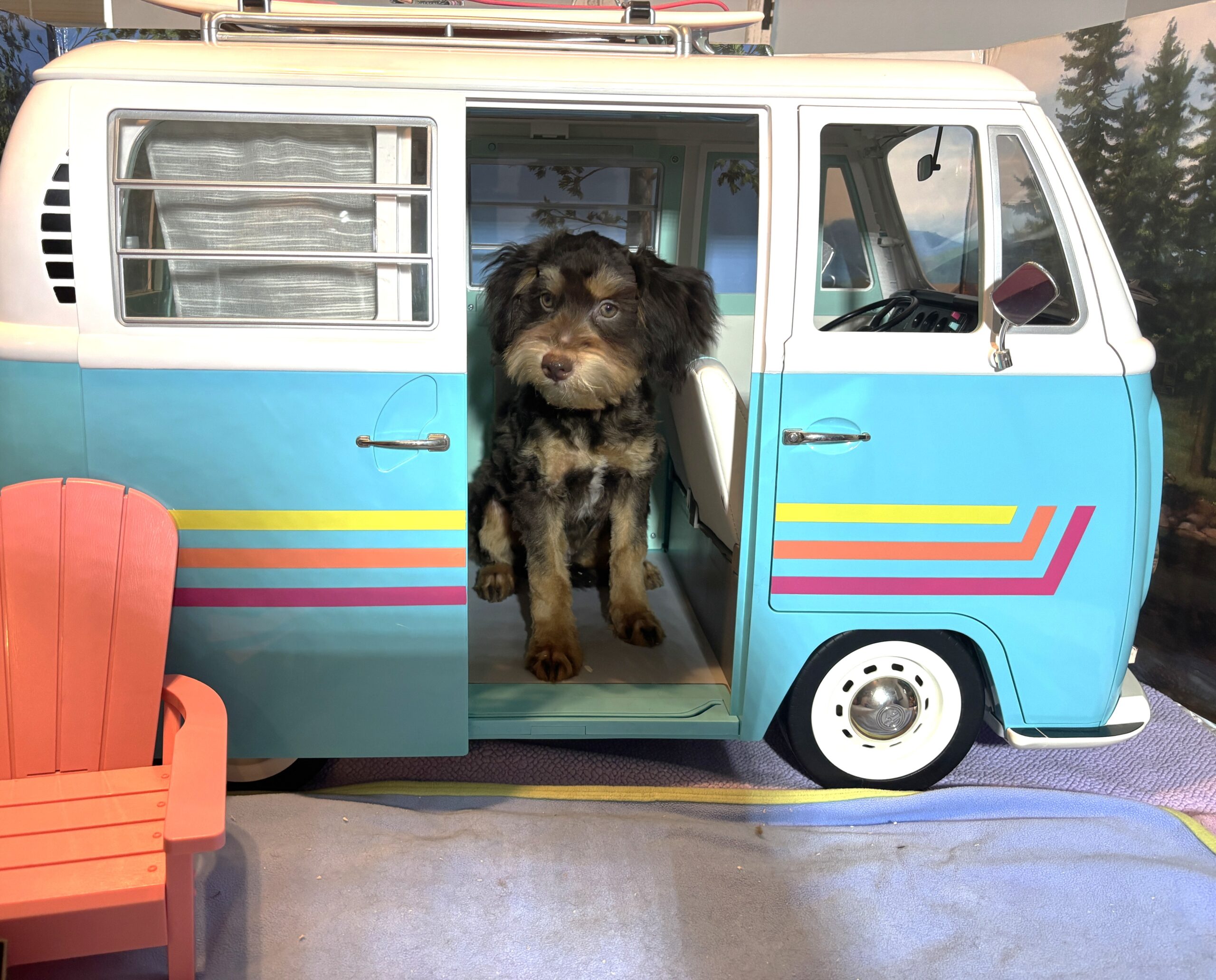 DARWIN – Schnoodle $2050