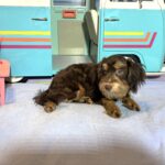 DARWIN – Schnoodle $2050