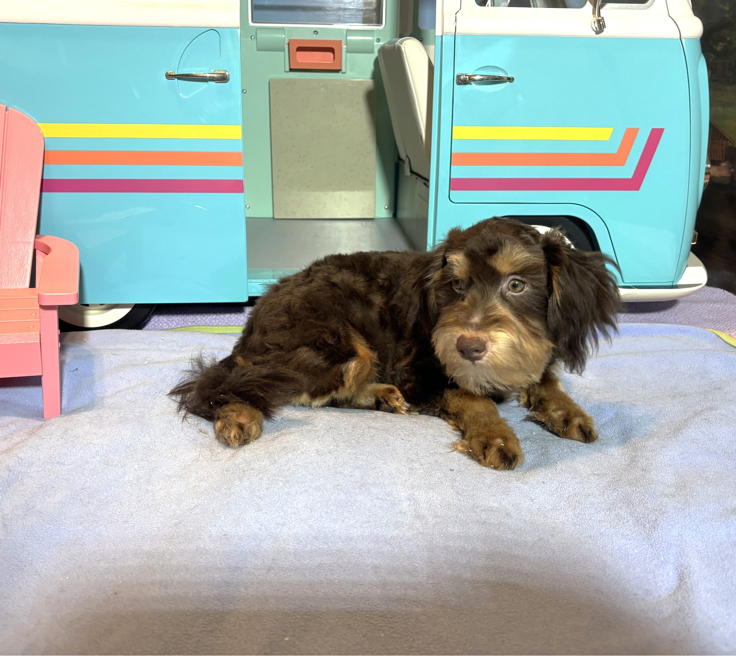 DARWIN – Schnoodle $2050