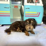 DARWIN – Schnoodle $2050