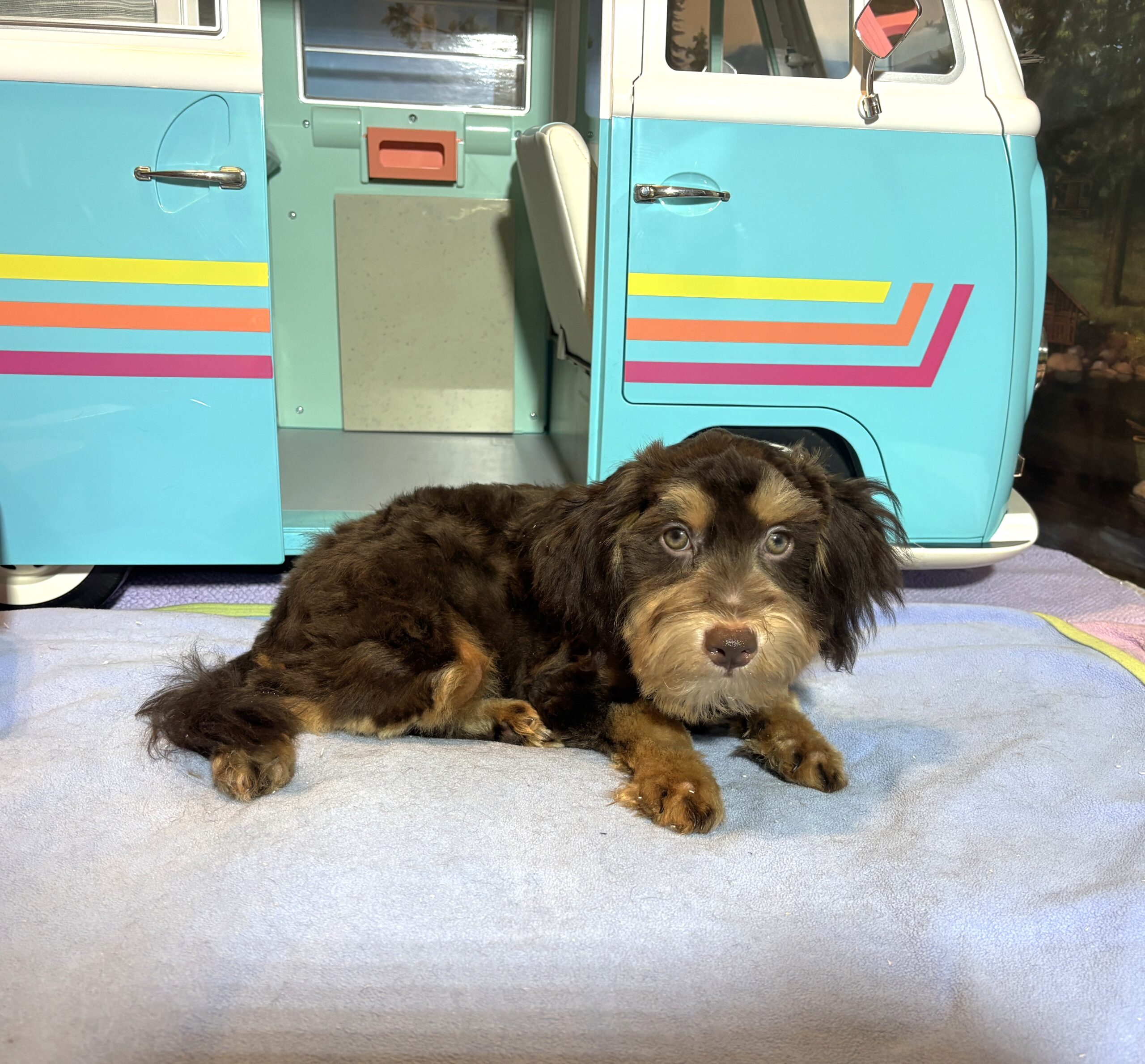 DARWIN – Schnoodle $2050