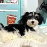 MADDIE – Toy Schnauzer $2000