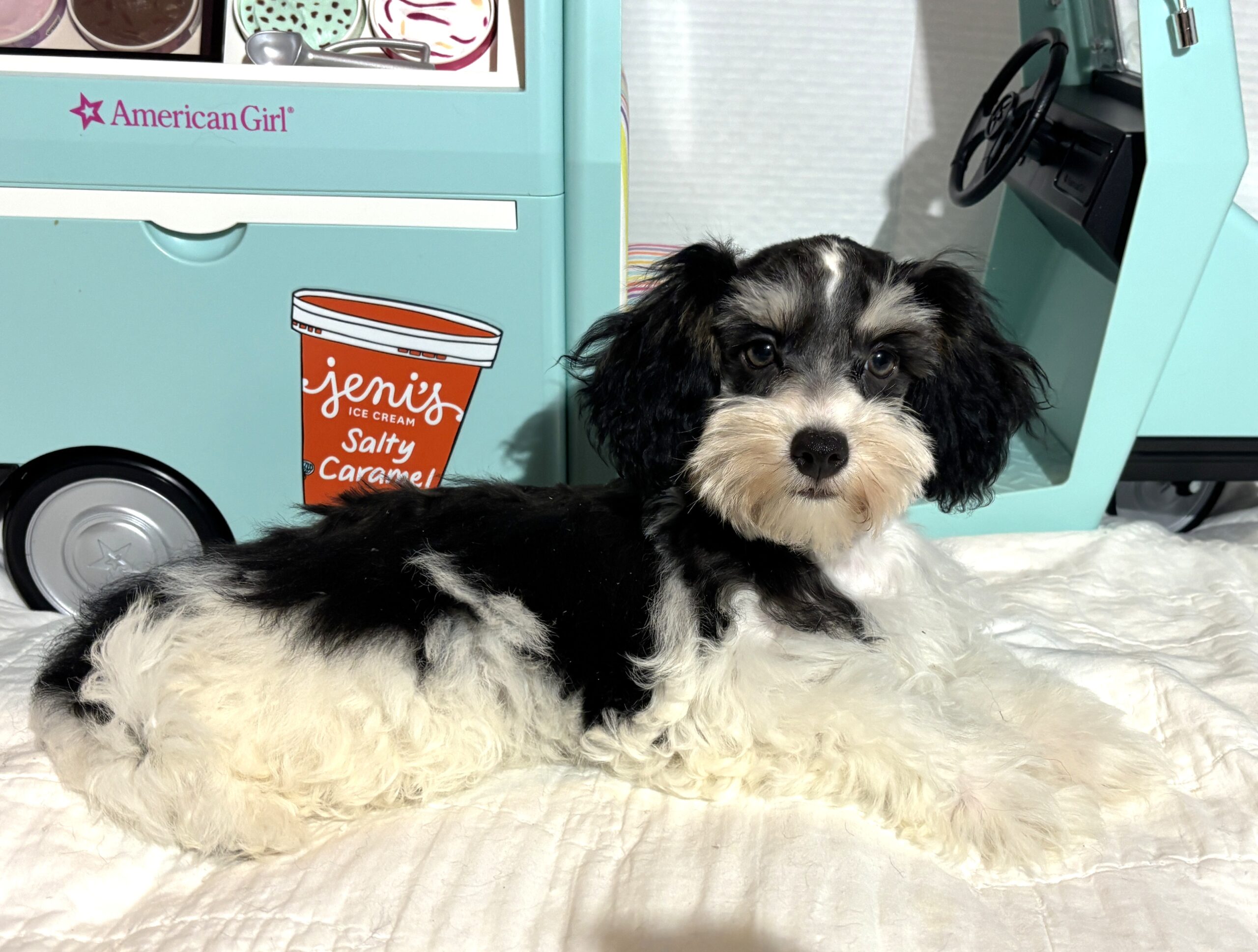 MADDIE – Toy Schnauzer $2000