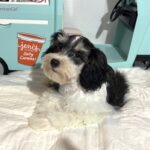 MADDIE – Toy Schnauzer $2000