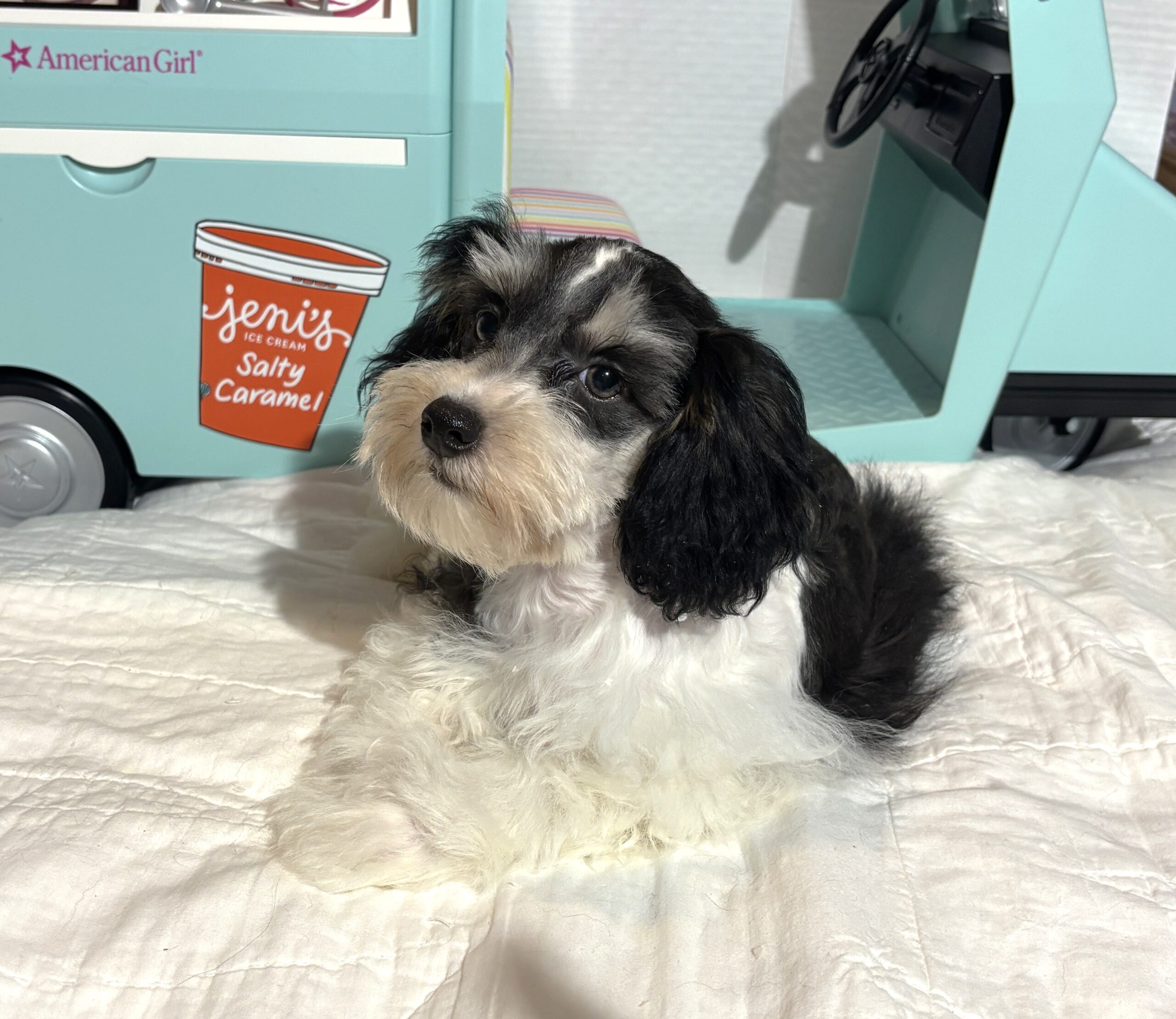 MADDIE – Toy Schnauzer $2000