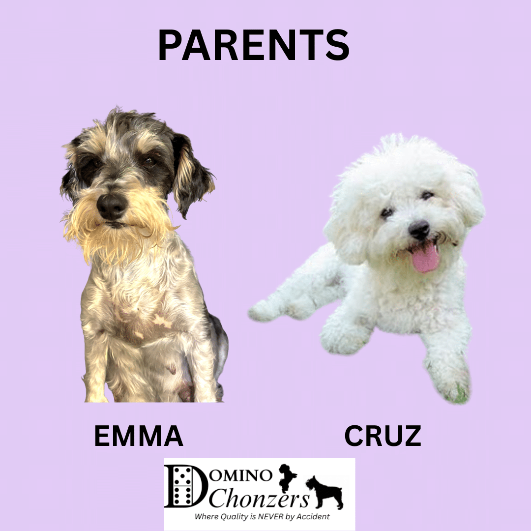 Chonzer (Bichon / Schnauzer Mix) Litter Has Arrived!