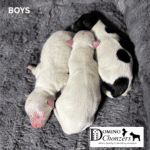 Chonzer (Bichon / Schnauzer Mix) Litter Has Arrived!