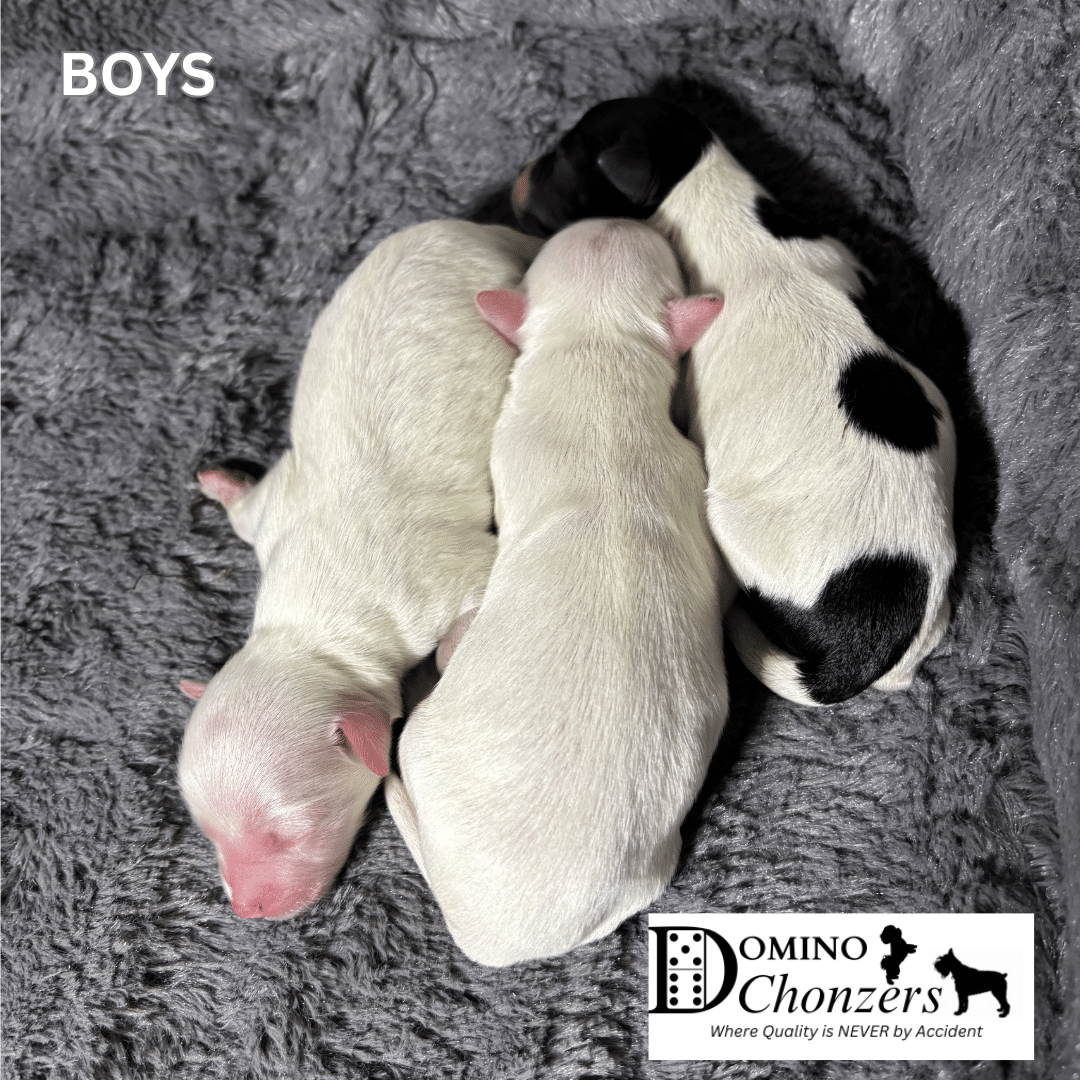 Chonzer (Bichon / Schnauzer Mix) Litter Has Arrived!