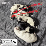 Chonzer (Bichon / Schnauzer Mix) Litter Has Arrived!