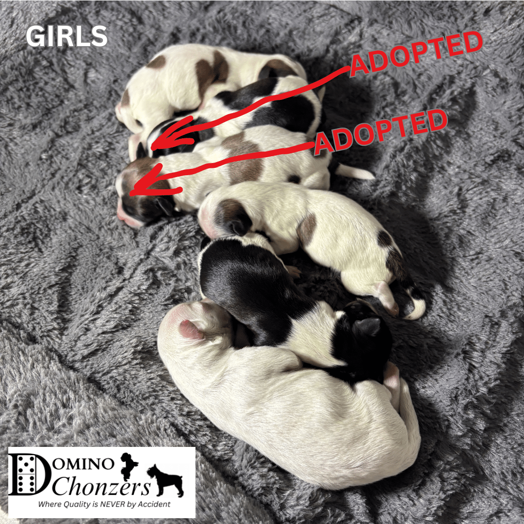 Chonzer (Bichon / Schnauzer Mix) Litter Has Arrived!