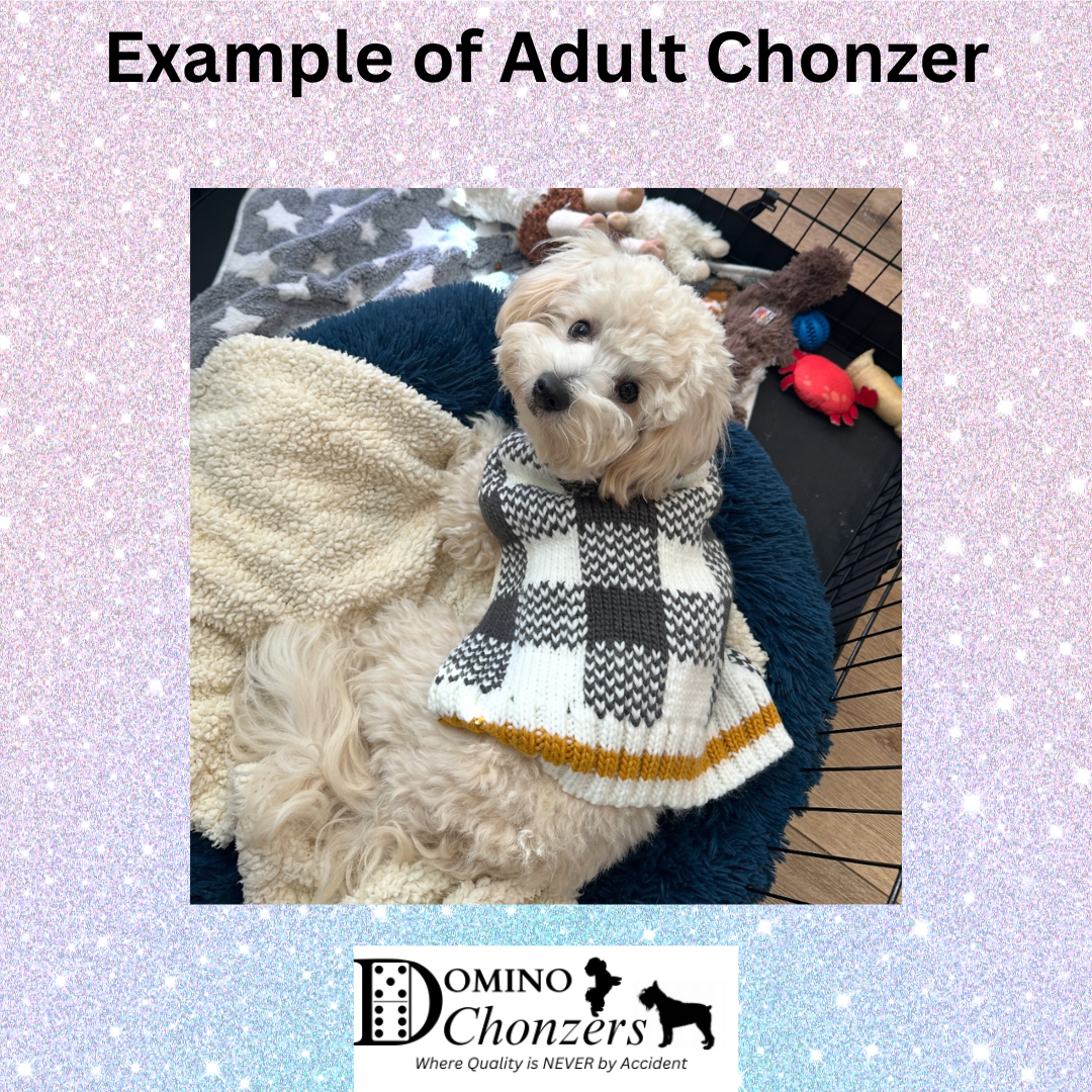Chonzer (Bichon / Schnauzer Mix) Litter Has Arrived!