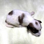 AMBER – Chonzer (Bichon / Schnauzer Mix)