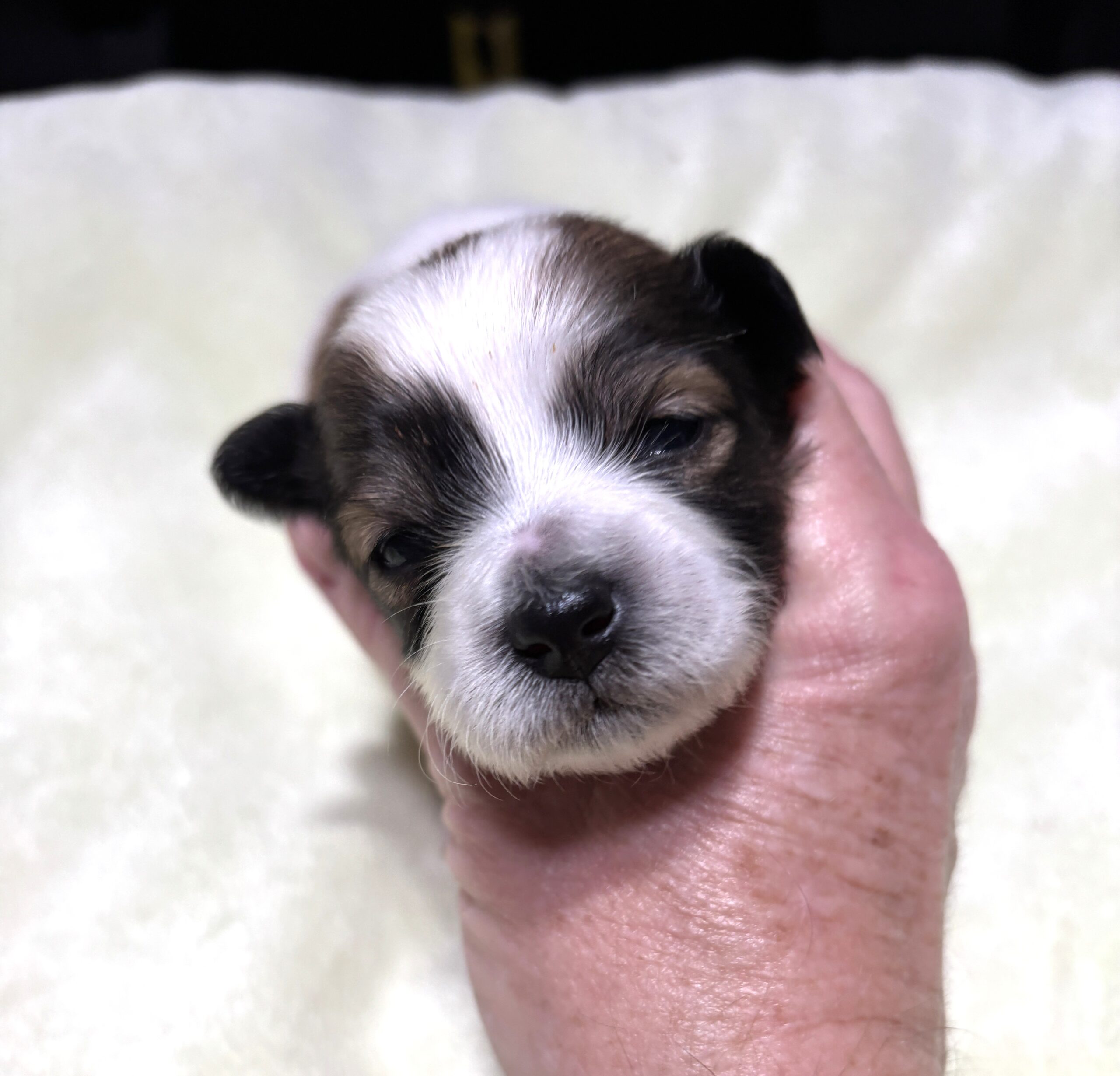 AMBER – Chonzer (Bichon / Schnauzer Mix)