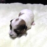 AMBER – Chonzer (Bichon / Schnauzer Mix)