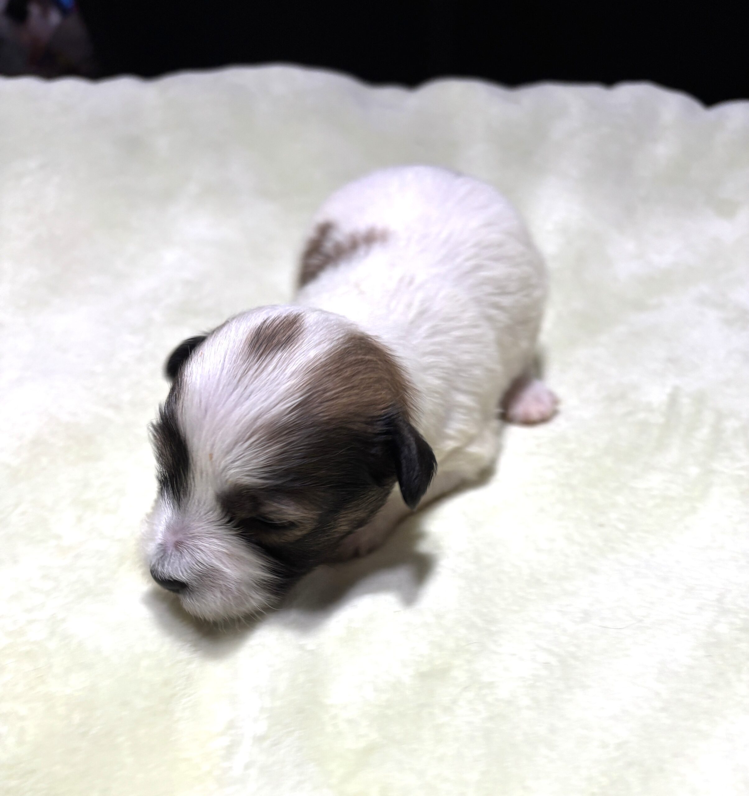 AMBER – Chonzer (Bichon / Schnauzer Mix)