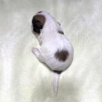 AMBER – Chonzer (Bichon / Schnauzer Mix)