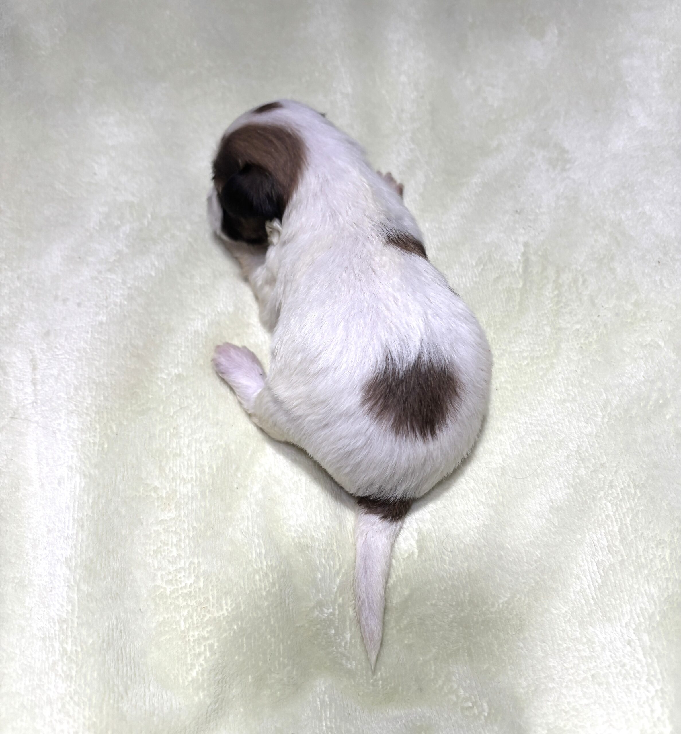 AMBER – Chonzer (Bichon / Schnauzer Mix)