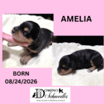 Autumn’s Schnoodle Litter!! Click Details to Learn More