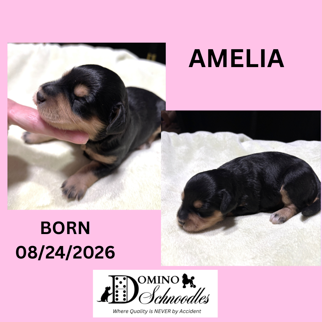 Autumn’s Schnoodle Litter!! Click Details to Learn More