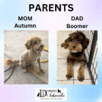 New Schnoodle Litters Coming! Click ‘View Details’ to Learn More