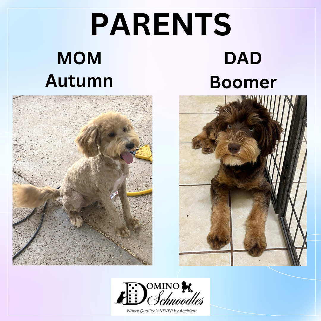 New Schnoodle Litters Coming! Click ‘View Details’ to Learn More