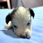 BAILEY – Chonzer (Bichon / Schnauzer Mix)