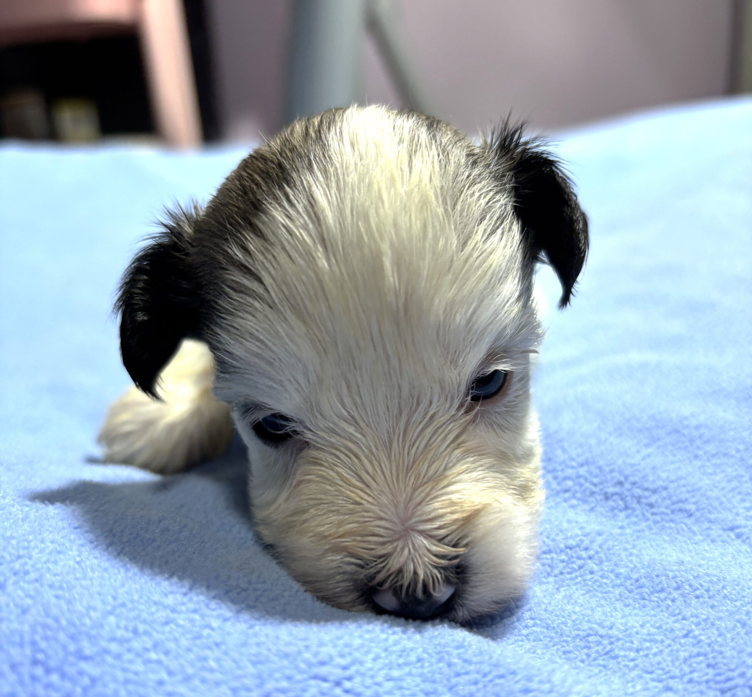 BAILEY – Chonzer (Bichon / Schnauzer Mix)