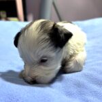 BAILEY – Chonzer (Bichon / Schnauzer Mix)