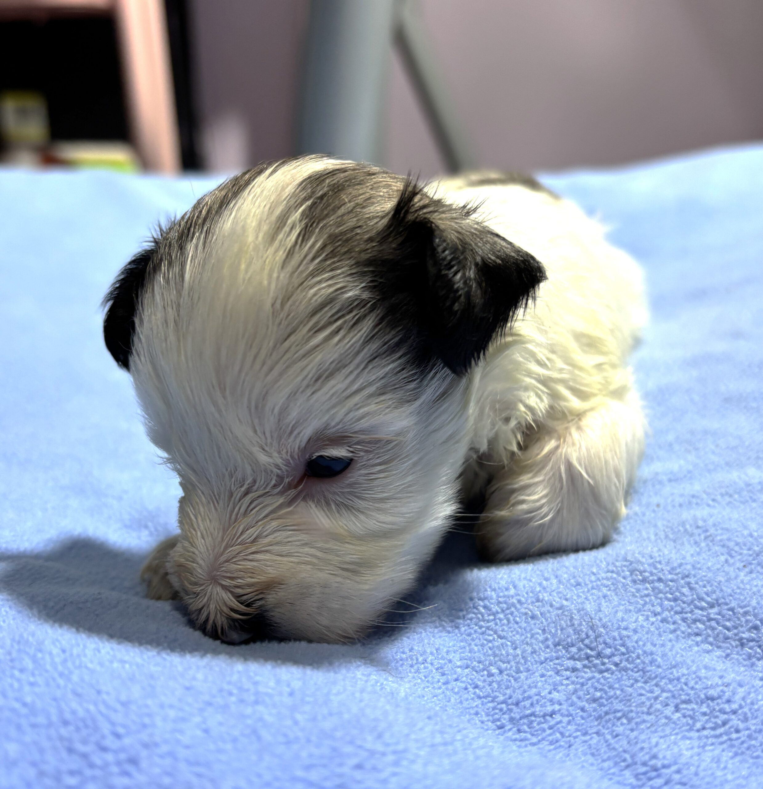 BAILEY – Chonzer (Bichon / Schnauzer Mix)