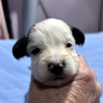 BAILEY – Chonzer (Bichon / Schnauzer Mix)