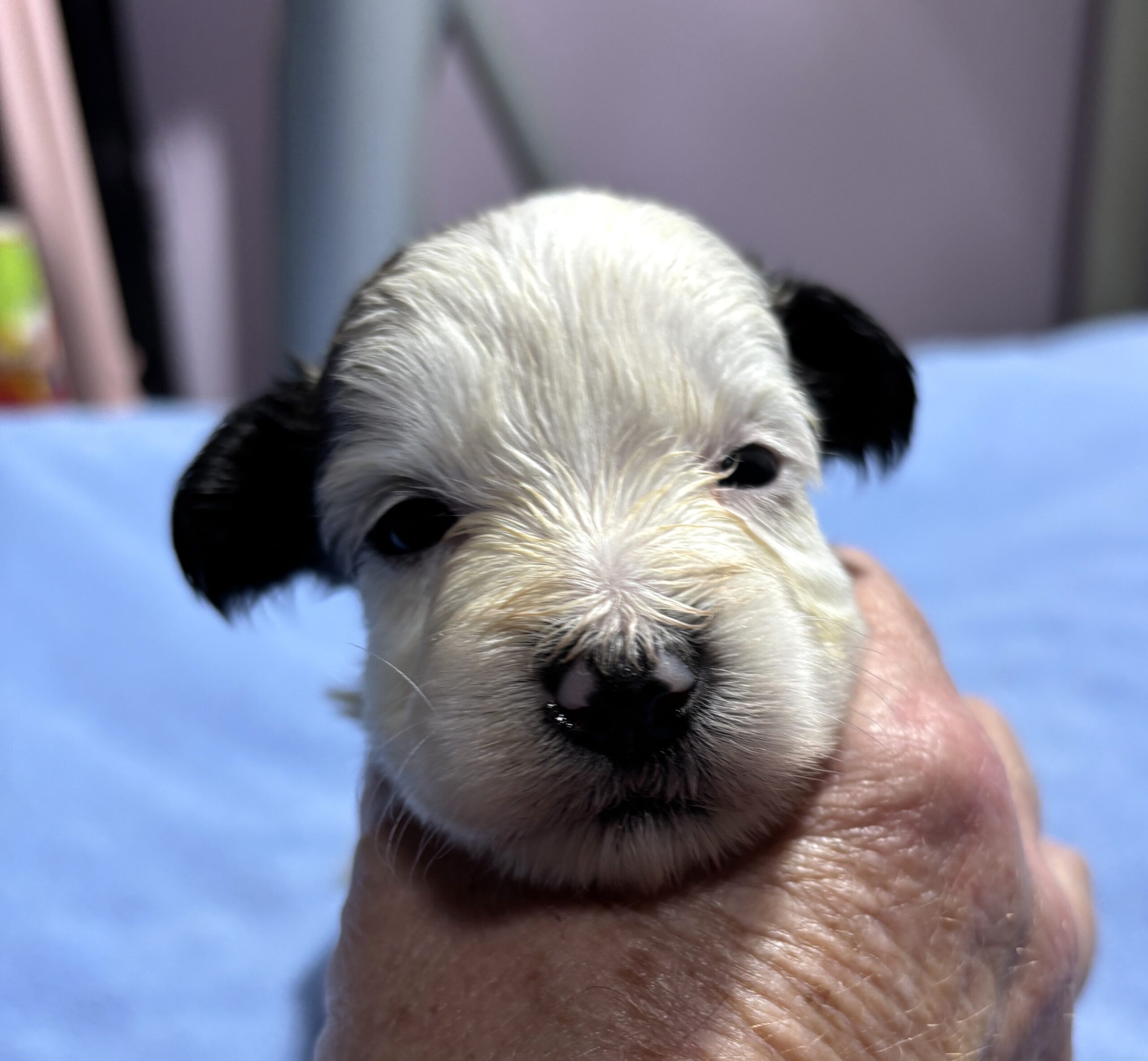 BAILEY – Chonzer (Bichon / Schnauzer Mix)