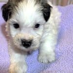 BAILEY – Chonzer (Bichon / Schnauzer Mix)
