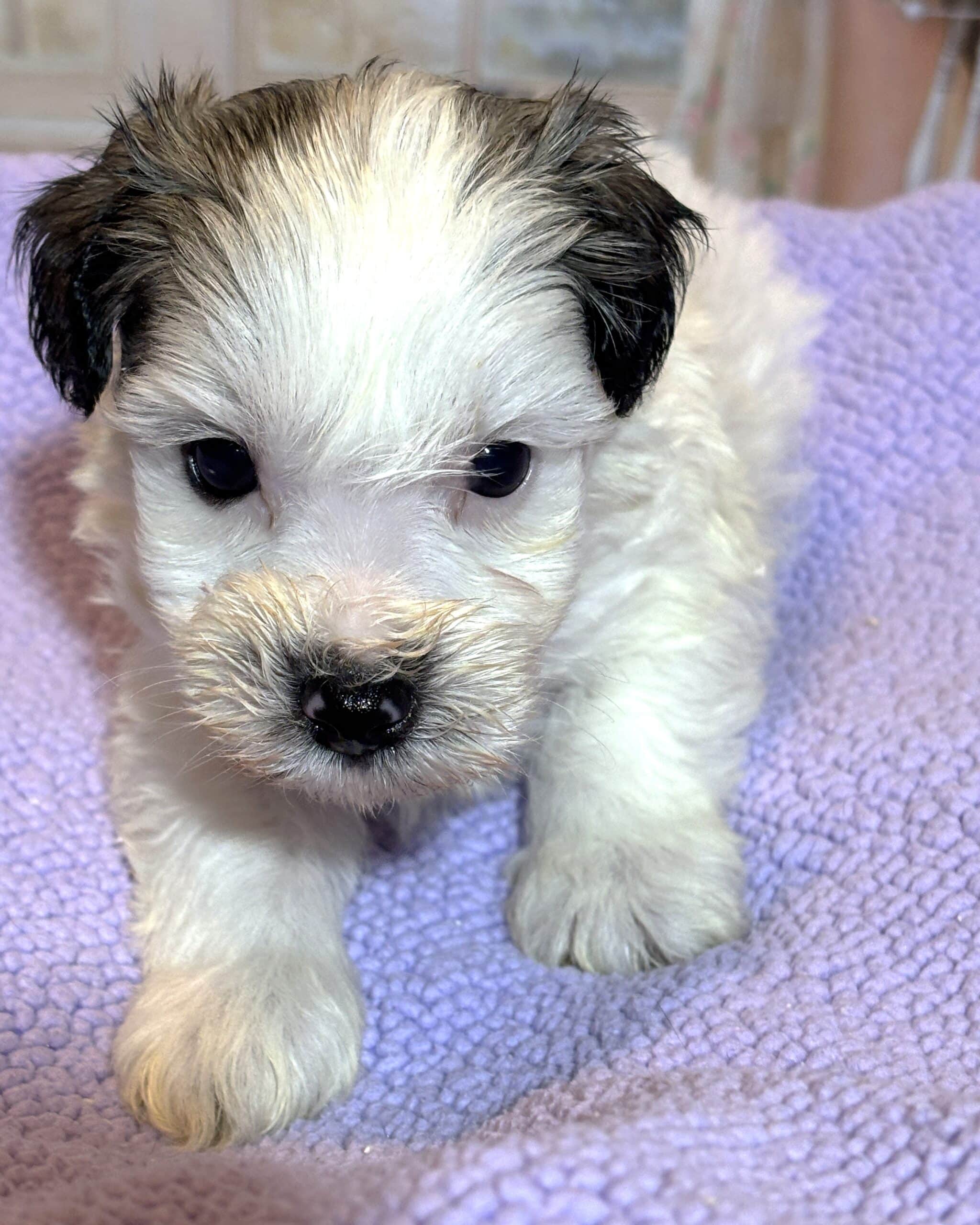 BAILEY – Chonzer (Bichon / Schnauzer Mix)