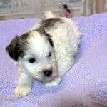 BAILEY – Chonzer (Bichon / Schnauzer Mix)