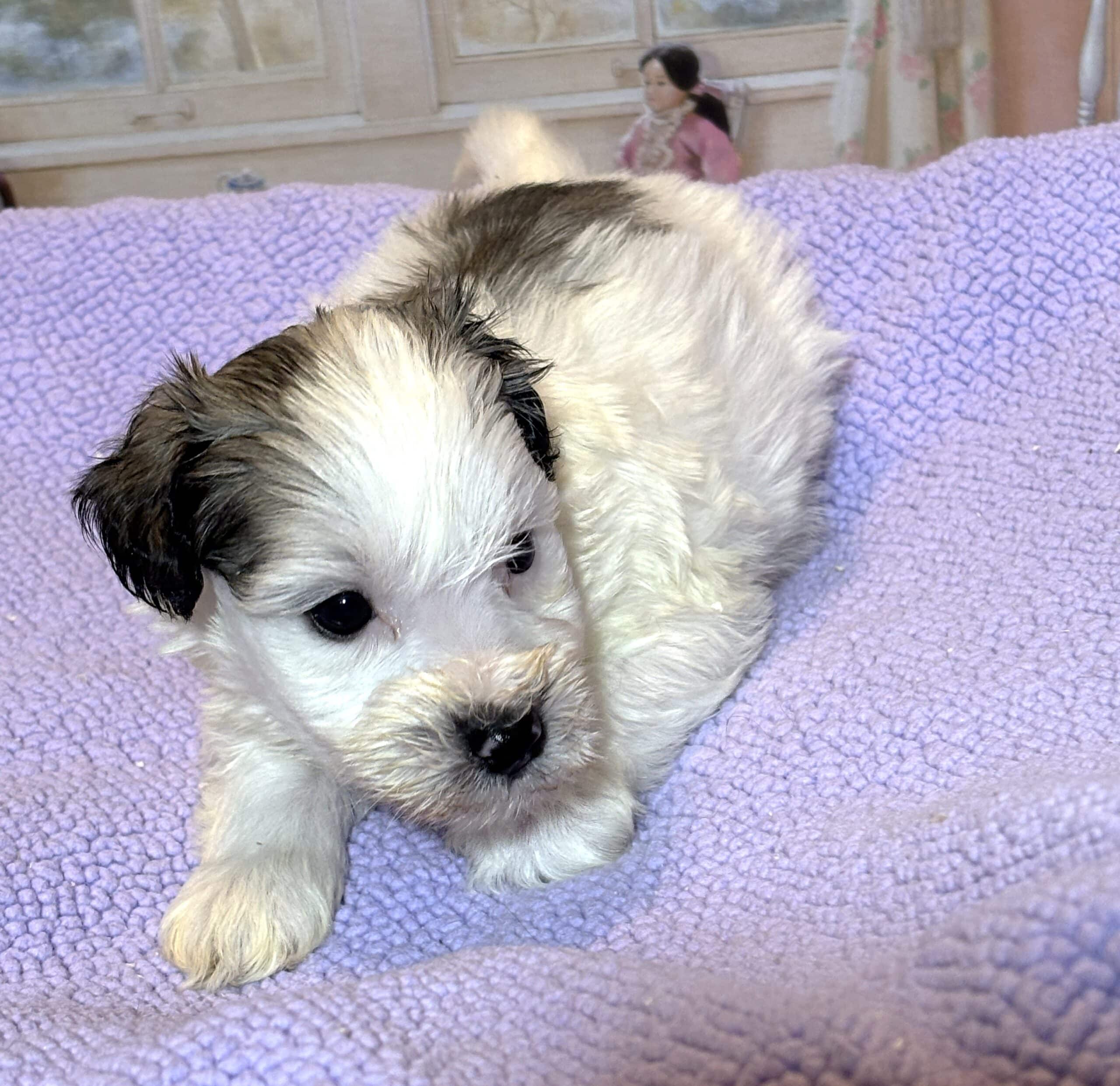 BAILEY – Chonzer (Bichon / Schnauzer Mix)