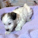 BAILEY – Chonzer (Bichon / Schnauzer Mix)