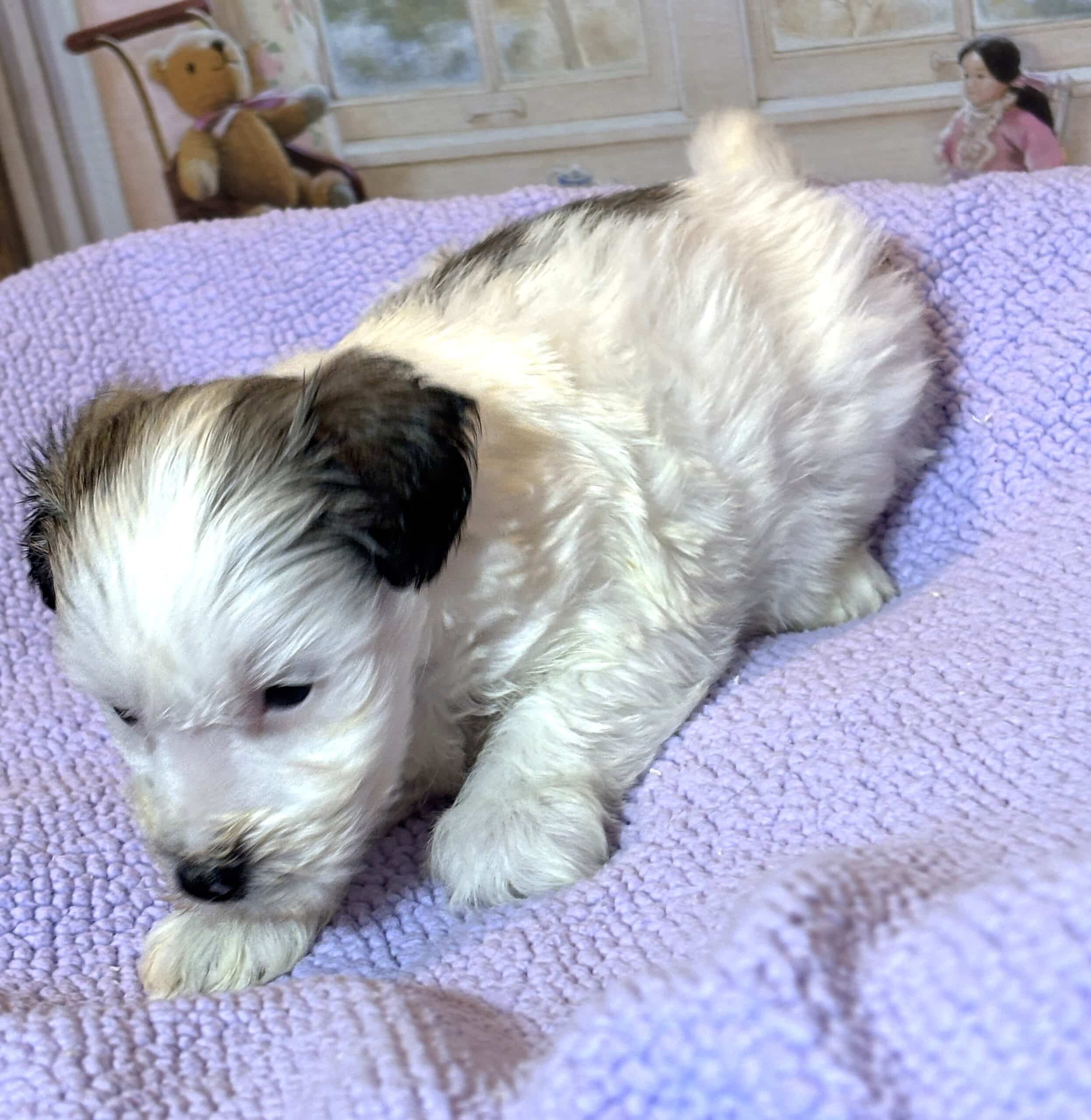 BAILEY – Chonzer (Bichon / Schnauzer Mix)