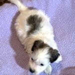 BAILEY – Chonzer (Bichon / Schnauzer Mix)